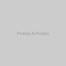 Image of Protein A Protein